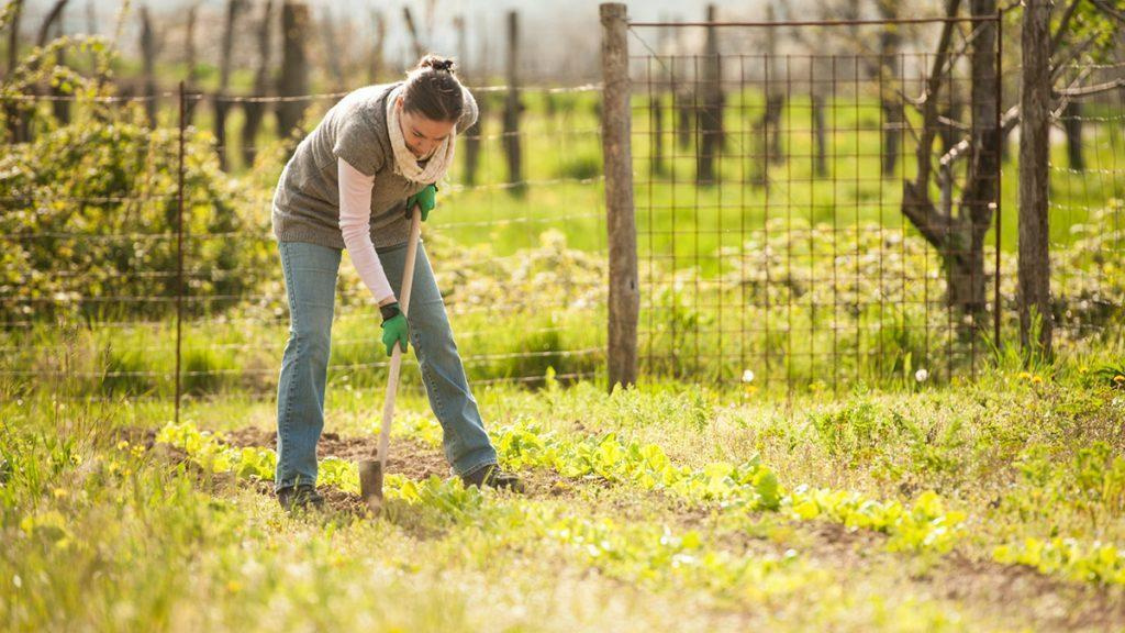 Woman digging into the dirt around the Kaleidoscope Abelia plant in a garden.