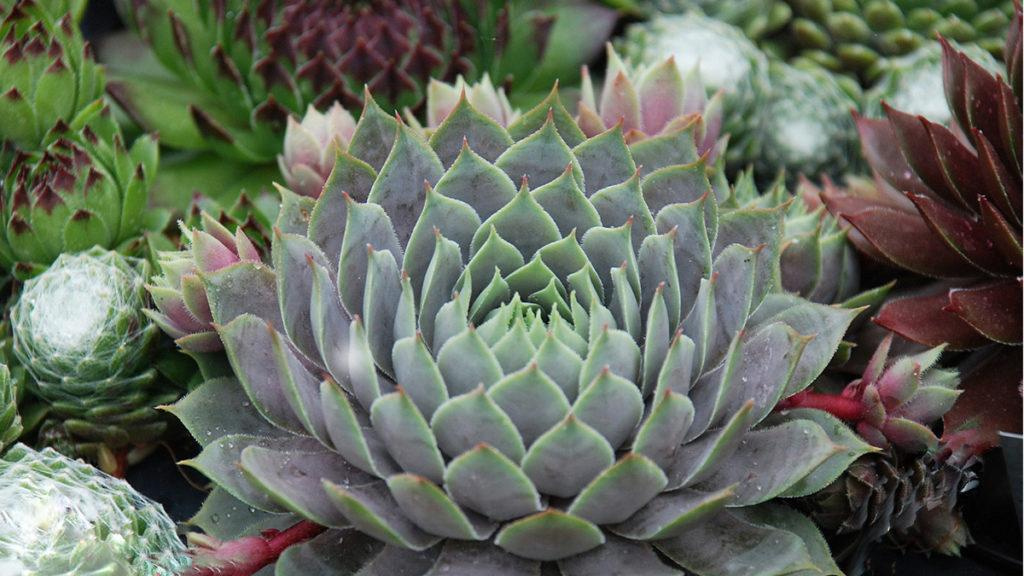 Giant succulent surrounded by smaller succulents.