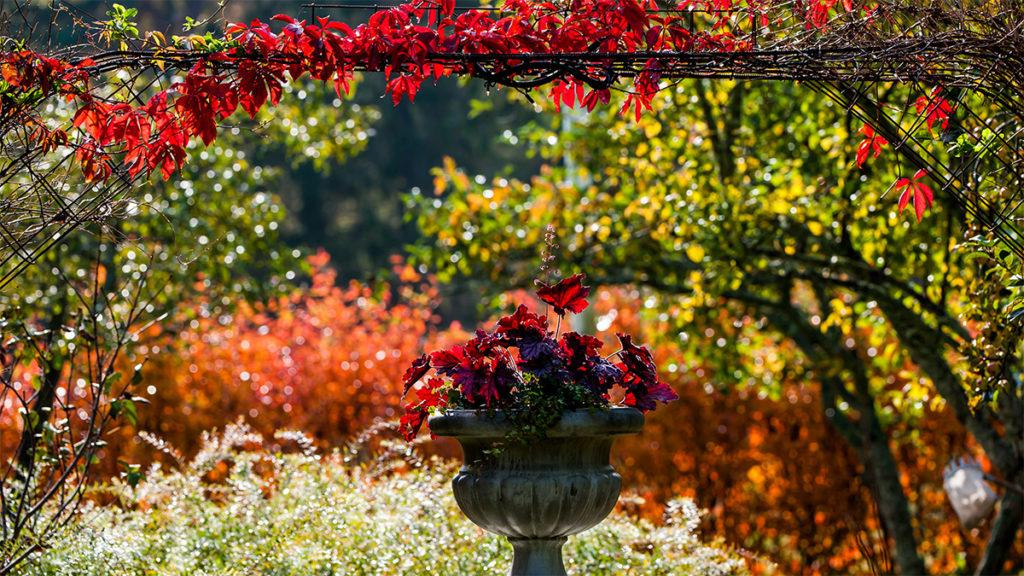 Fall colored backyard with red, orange, and green plants featuring our Black Beauty Heuchera in a stone pot.