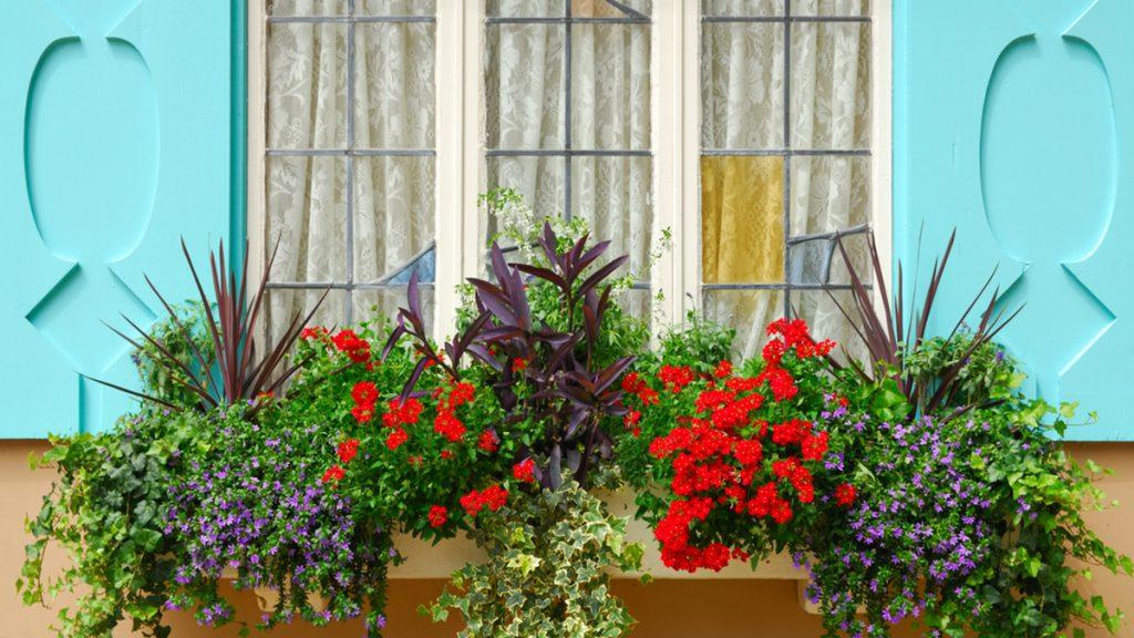 Window box filled with Cordyline, Scaevola, variegated ivies and red Verbena outside of a window with blue shutters.