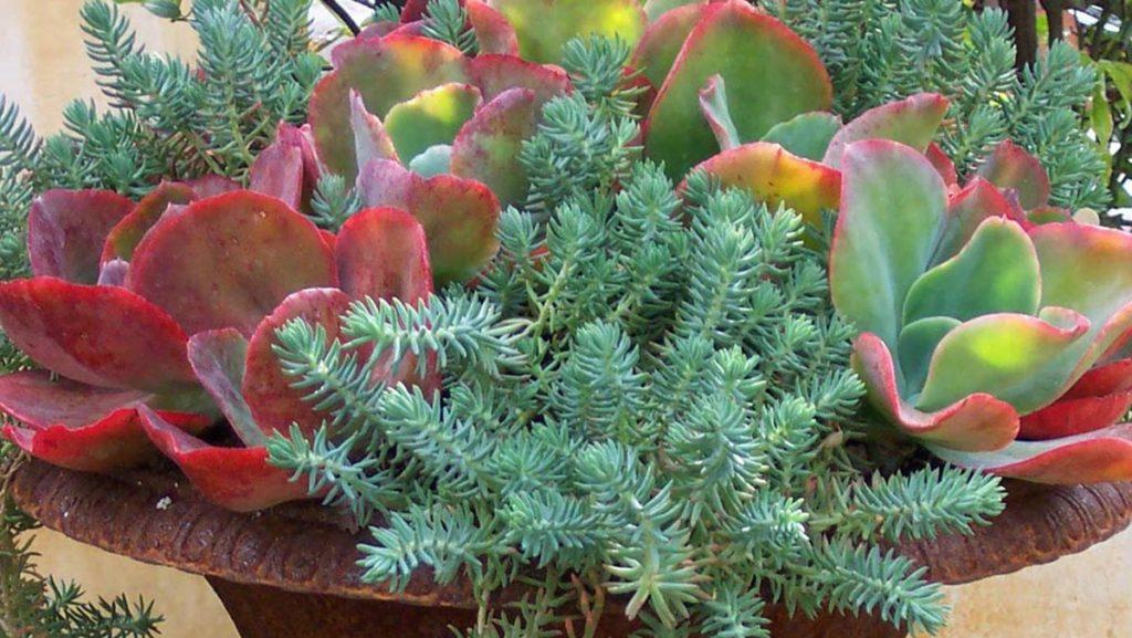 Close-up of Echeveria and Oracle Stonecrop plants in a pot.