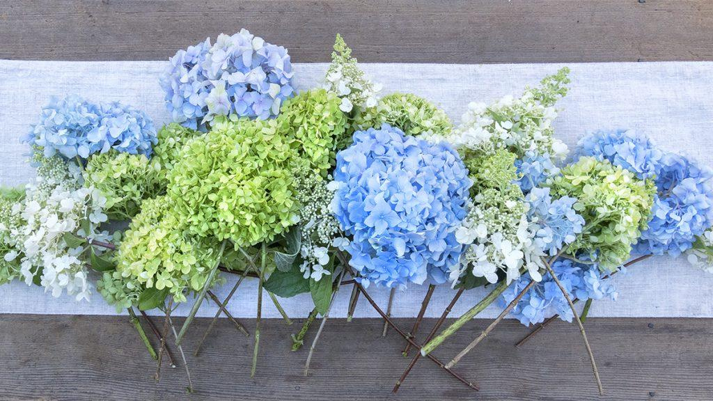 A group of cut hydrangeas on a table including  Nikko Blue, Limelight, Seaside Serenade Bar Harbor Hydrangea.