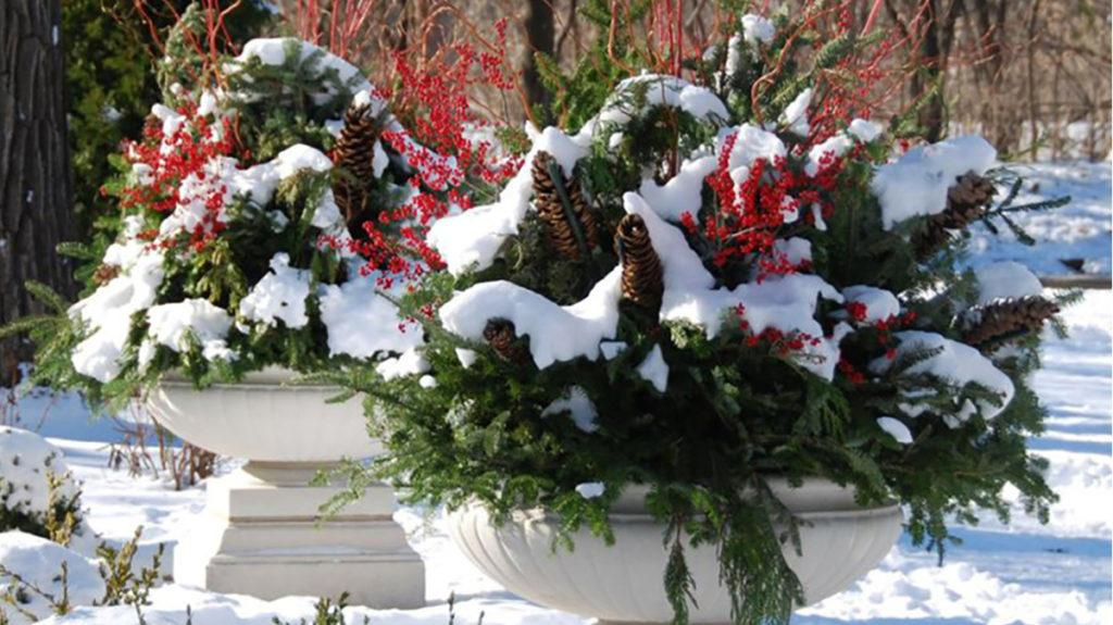 Two potted plants covered in the winter snow.