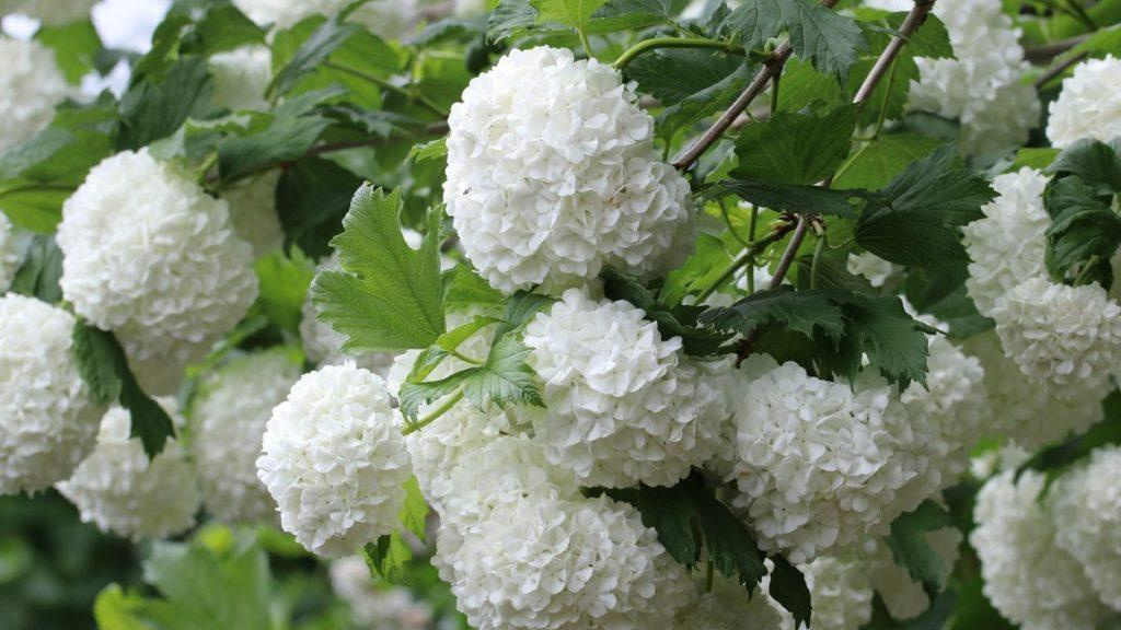 Close-up of the flowers on an Eastern Snowball plant.
