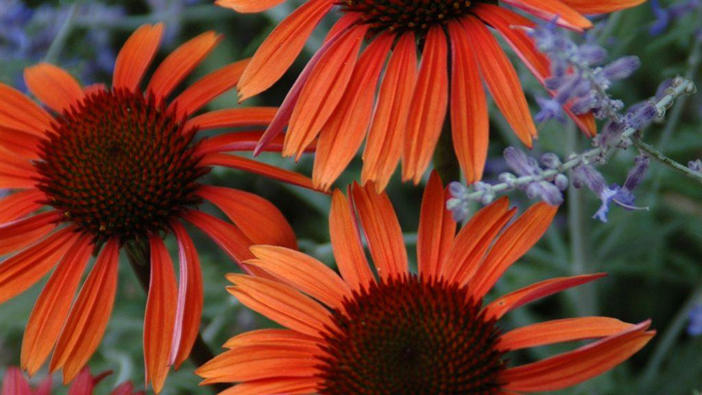 Close-up of three Big Sky Sundown Coneflowers.