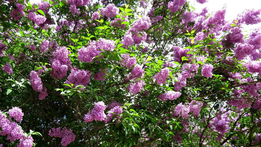 Giant lilac plant.