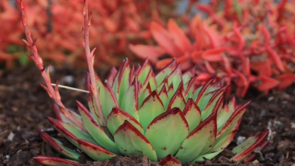 Close-up of a Lipstick Echeveria succulent.