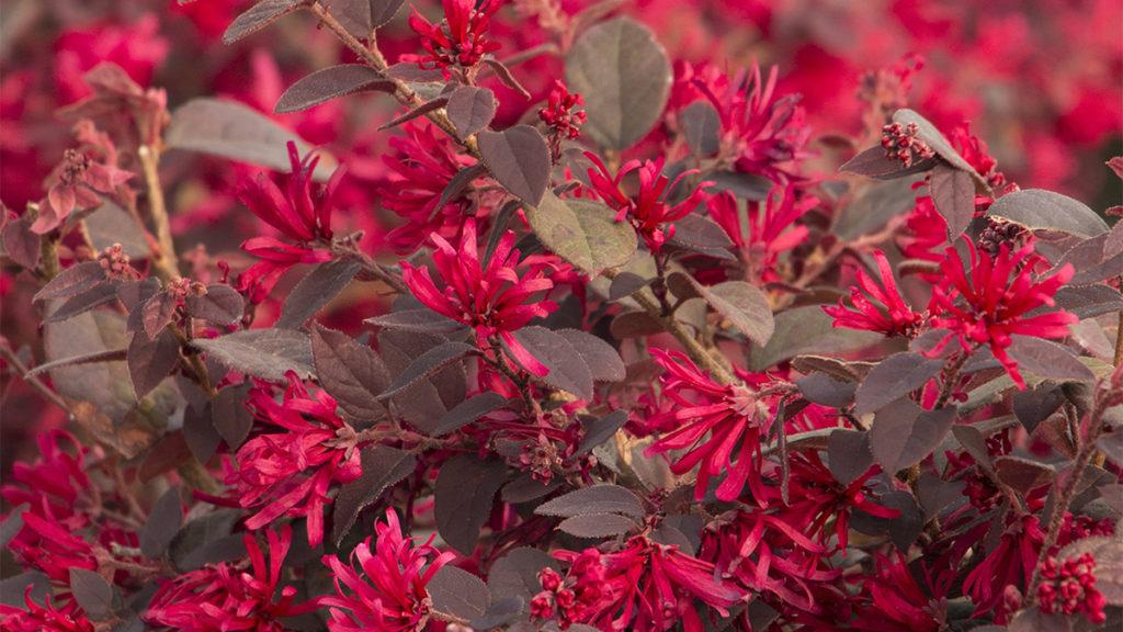 Close-up of Ever Red Fringe Flowers.