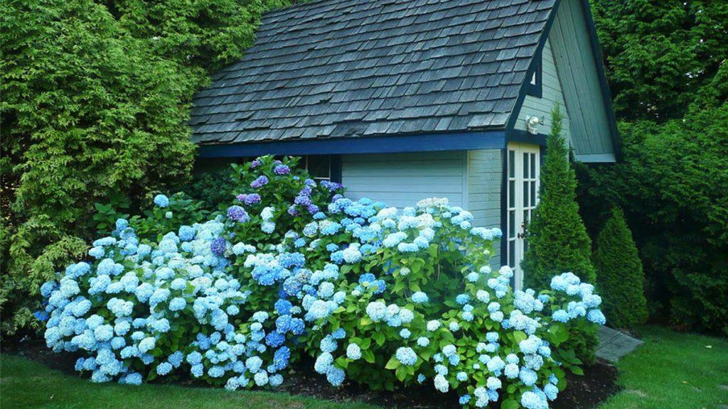 Small, blue and grey wooden shed surrounded by a ton of blue and white hydrangeas.