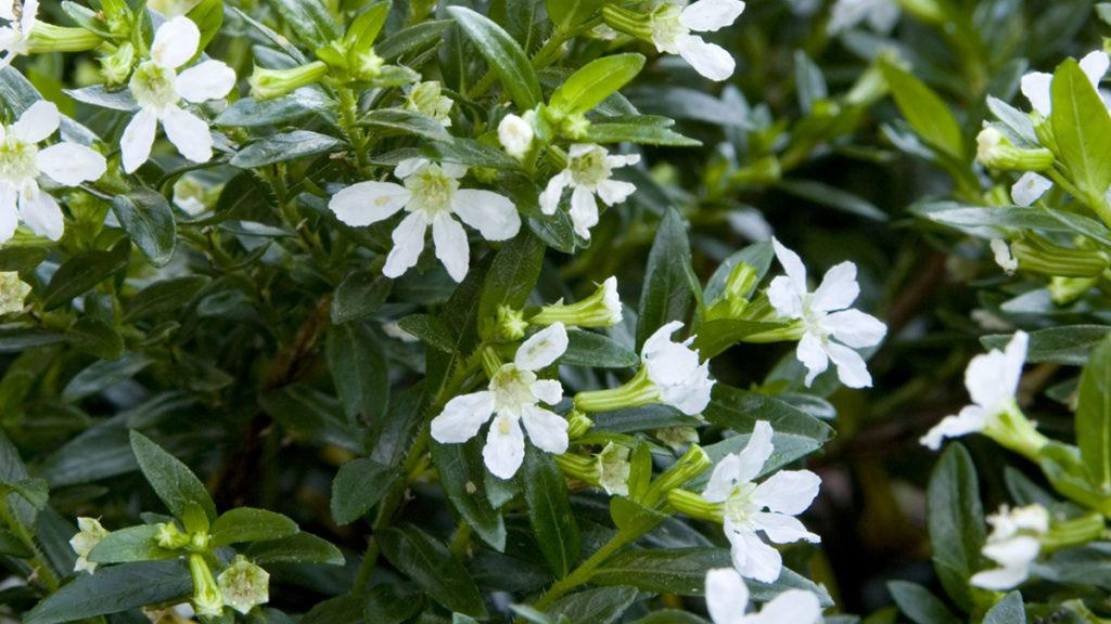 Close-up of Itsy Bitsy White False Heather flowers.