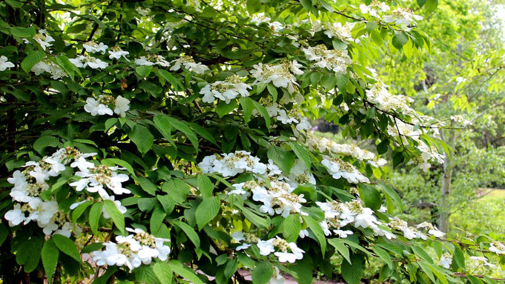 Close-up of Doublefile Viburnum flower plant.