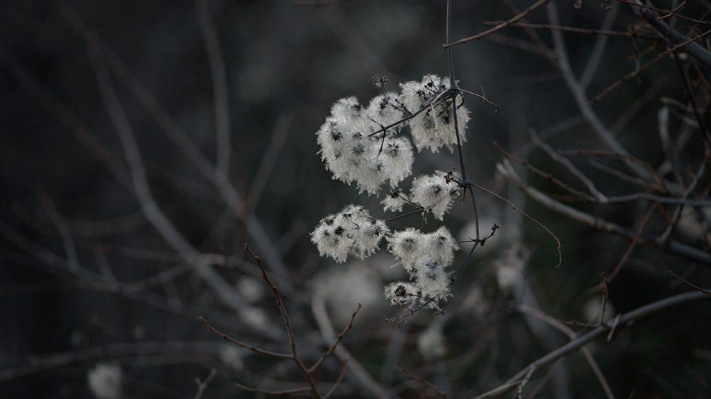 Close-up, black and white image of a cluster of small white flowers against dark tree branches.