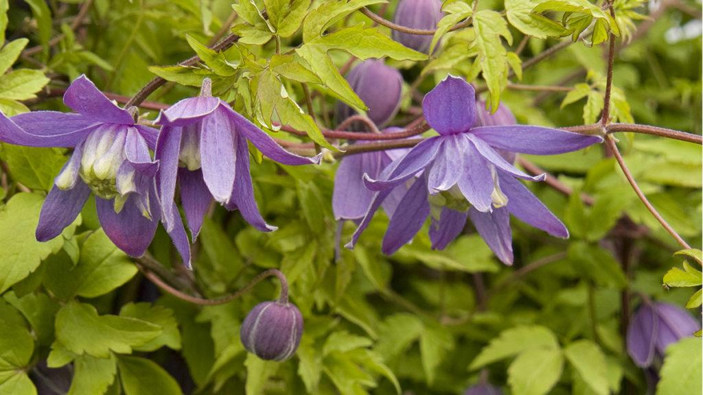 Close-up of the Pamela Jackman Alpine Clematis plant.