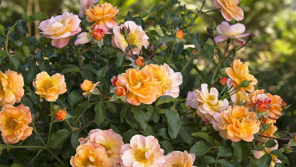 Close-up of pink and orange flowers.