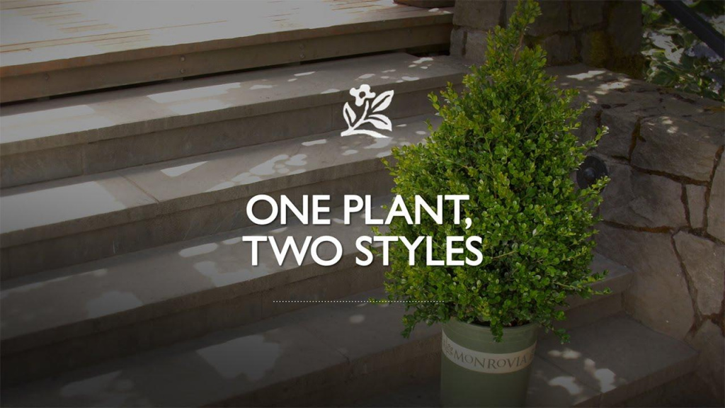 Miniature green tree in Monrovia container on steps with text that reads, "One Plant, Two Styles."