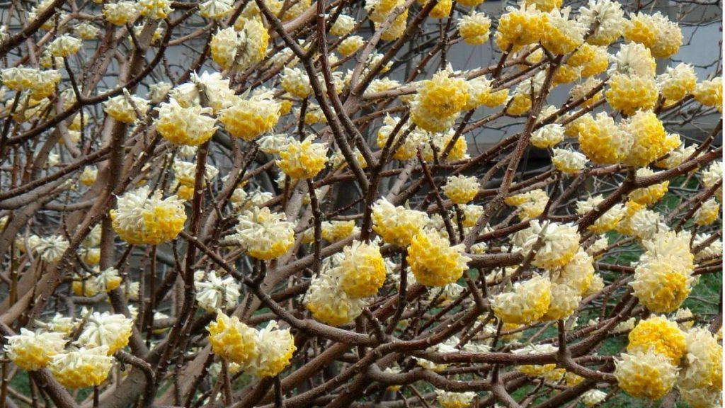 Close-up of multiple Spring Bouquet Paperbush Plant flowers.