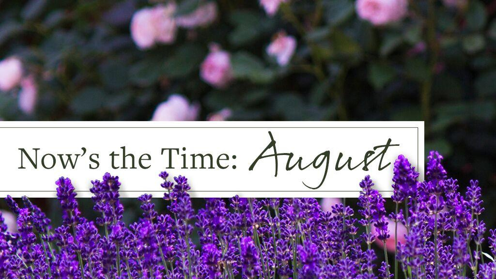 Close-up of Lavender with text that reads, "Now's the Time: August."