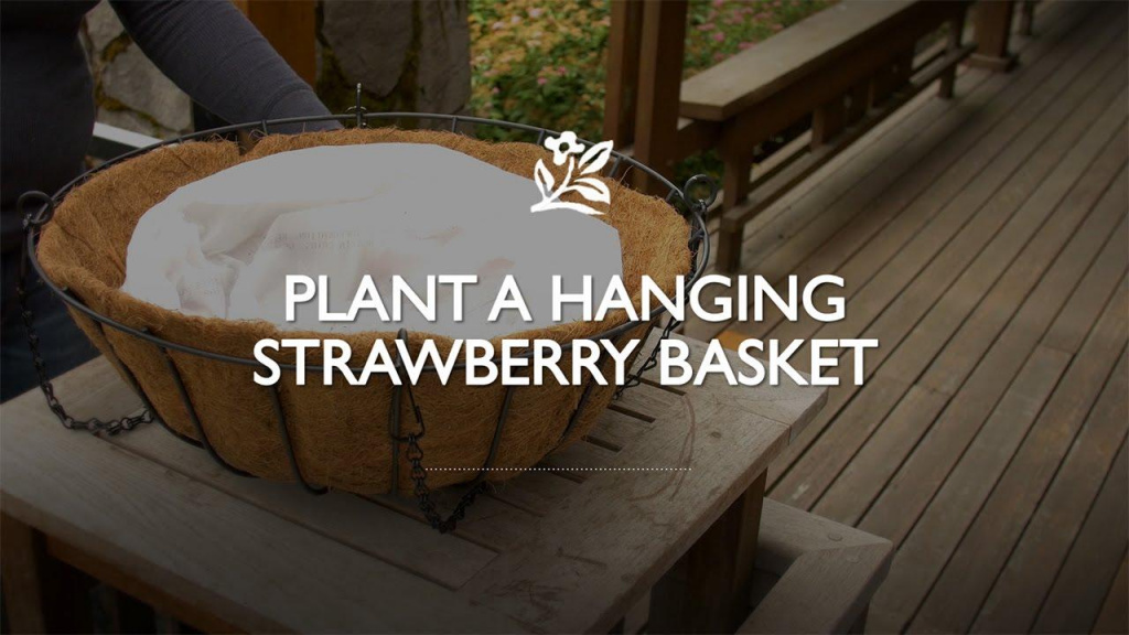 Beginning steps of creating a strawberry basket with text that reads, "Plant a Hanging Strawberry Basket."