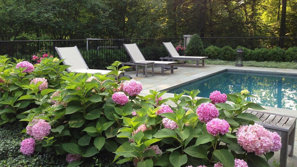 Pink hydrangeas next to a swimming pool.