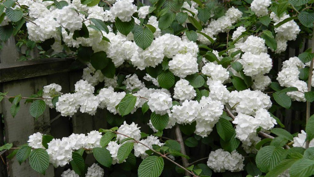 Close-up of Popcorn Viburnum flowers.