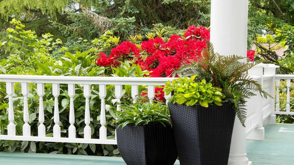 Section of a white porch with two container plants and a front yard filled with green shrubs and red flowers.