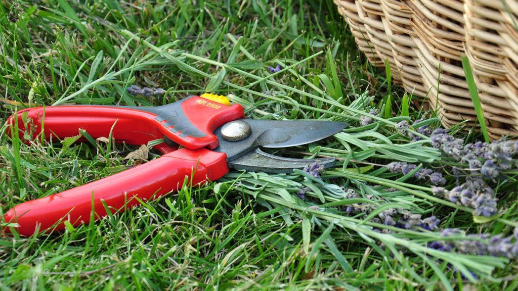 Pruning scissors laying on the grass next to lavender and a woven basket.