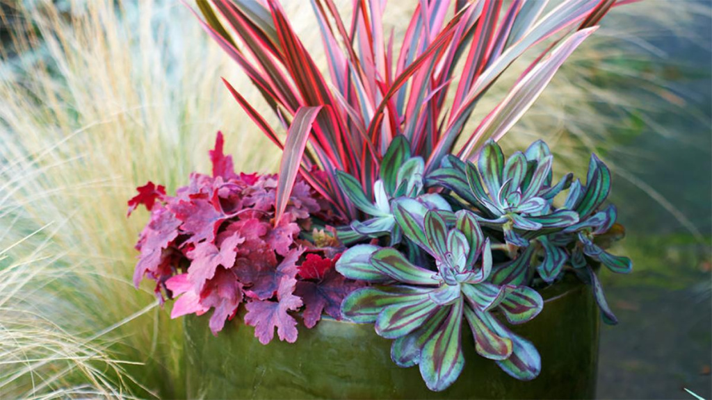 Potted plant full of Sweet Tea Heucherella, Rainbow Maiden New Zealand Flax, and Painted Echeveria.