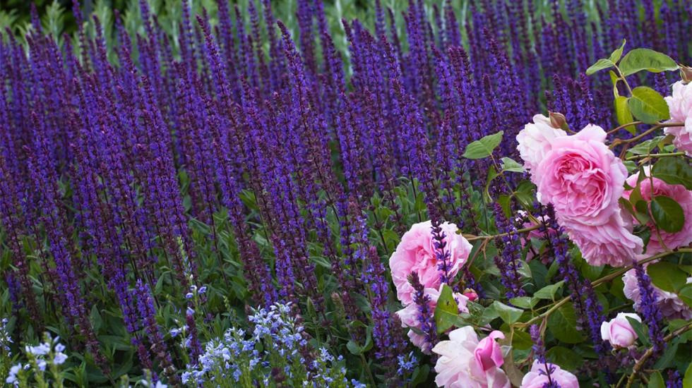 East Friesland Meadow Sage flowers next to pink flowers.