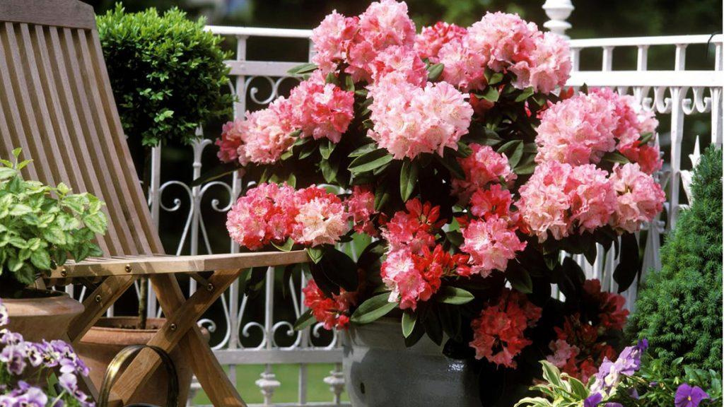 Close-up of pink Sneezy Rhododendron flowers next to a wooden chair.