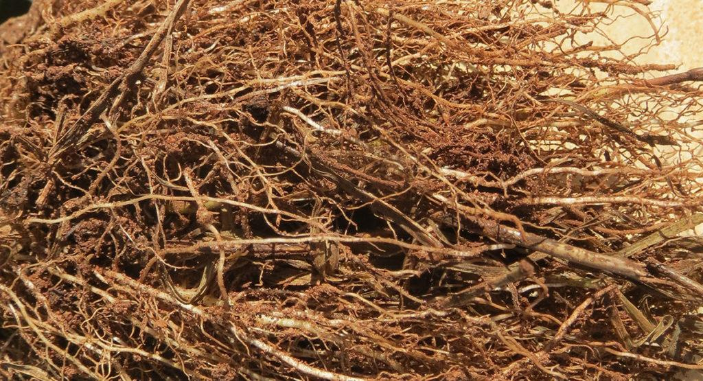 Close-up of a plant's brown roots covered in dirt.