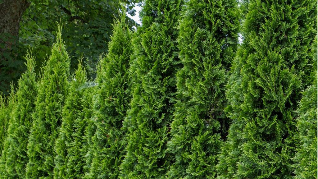 Multiple Malonyana Arborvitae trees in a row.