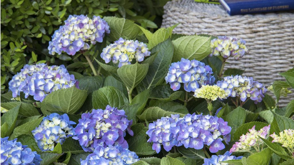 Close-up of the Seaside Serenade Cape Cod Hydrangea flowers.