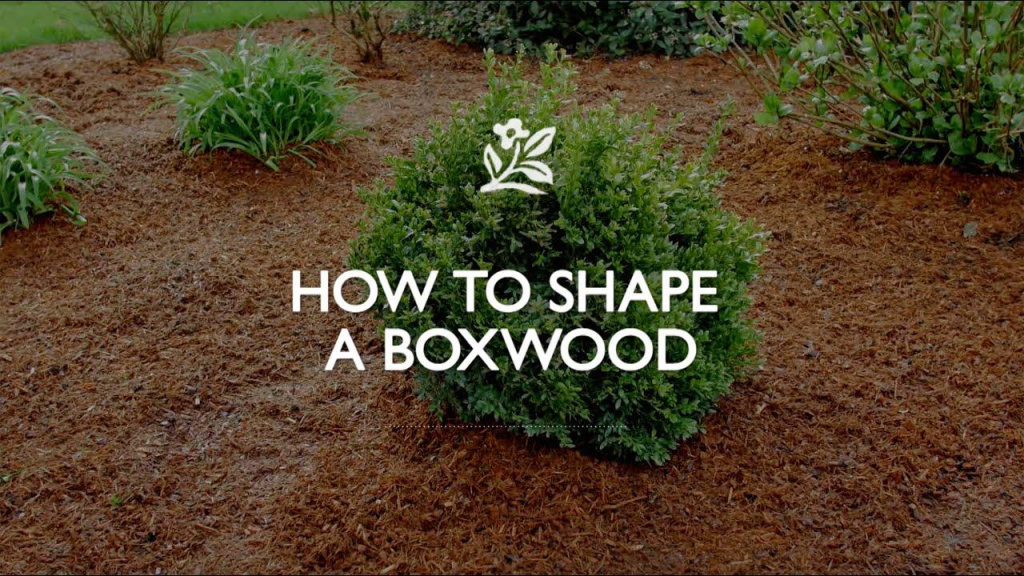 Boxwood plant in dirt with other green plants around it with text that reads, "How to Shape a Boxwood."