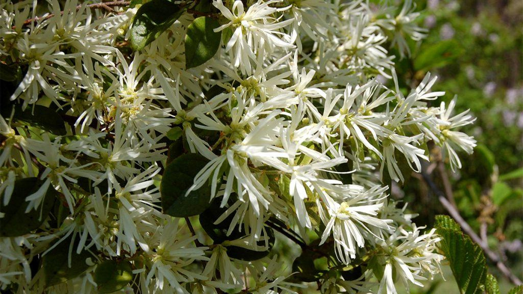 Close-up of Snow Panda Fringe Flowers.