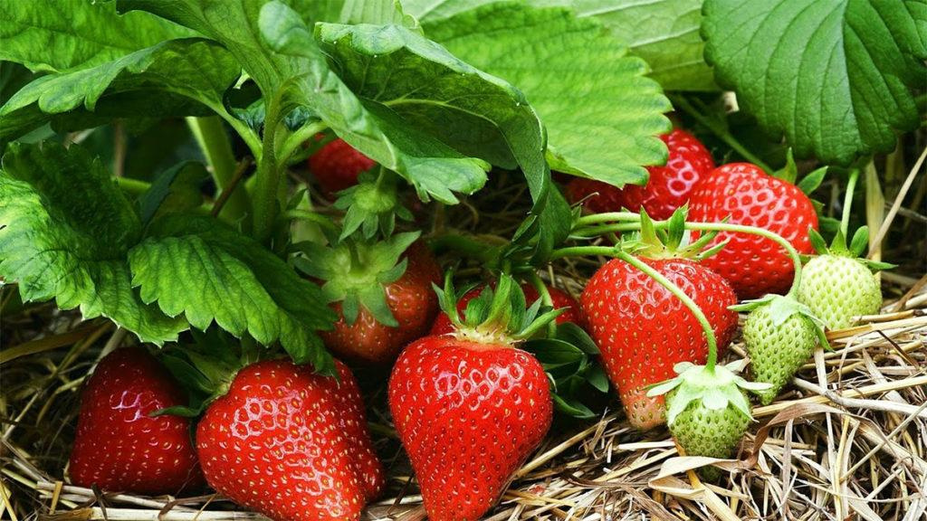 Close-up of a strawberry plant laying on the ground.