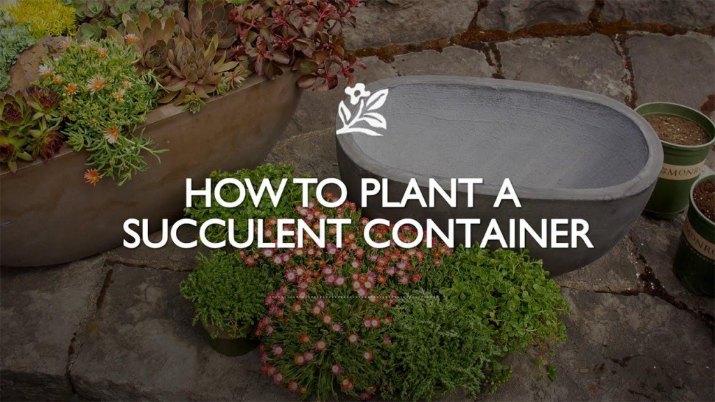 Stone pot surrounded by plants with text that reads, "How to Plant a Succulent Container."