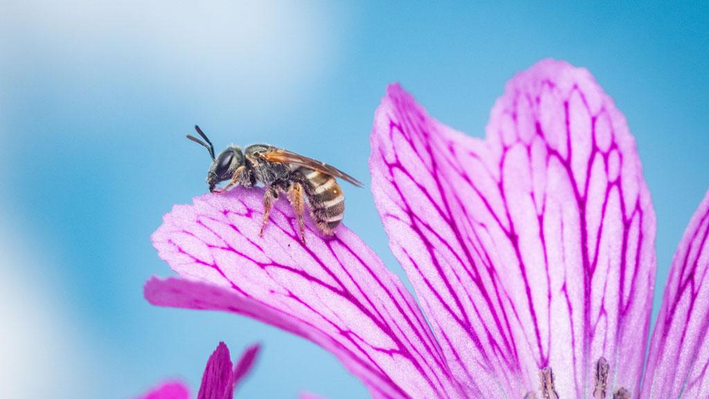 Close-up of a bee on a purple cranesbill flower.