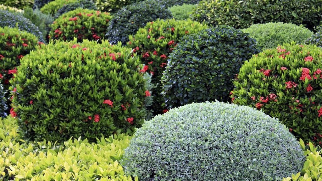 Landscape of different globed shrubs, one of which has dark pink flowers.