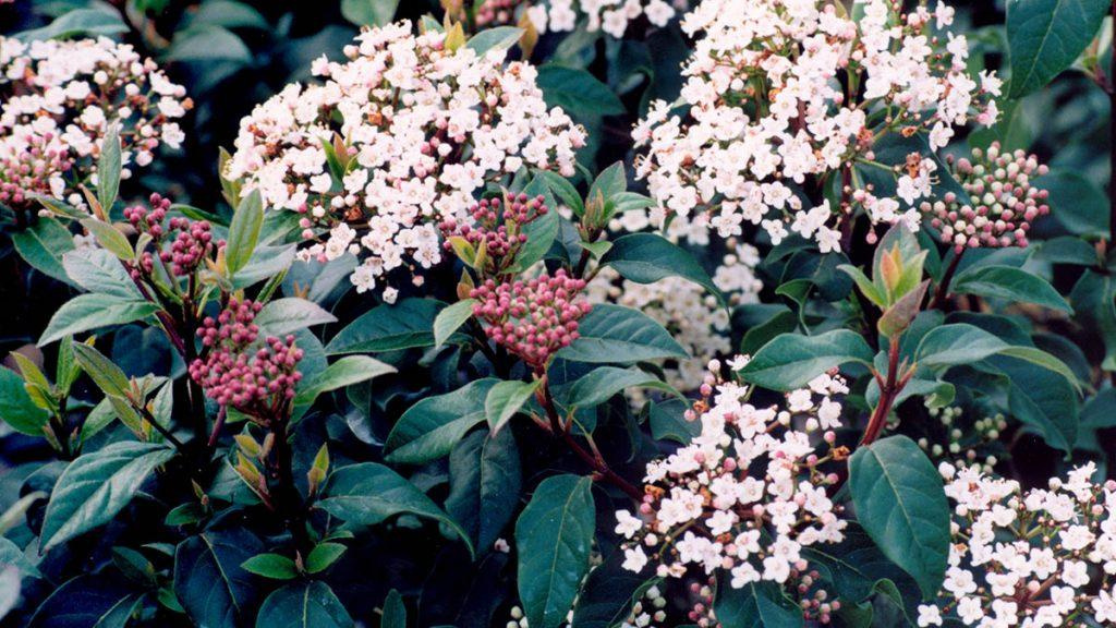 Spring Bouquet Laurustinus flowers in bloom.