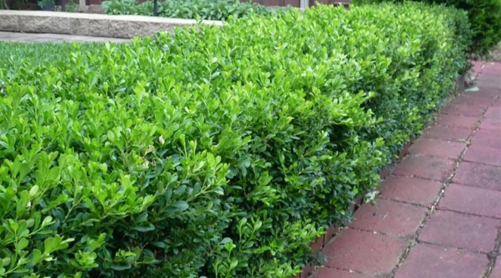 Trimmed Boxleaf Euonymus shrub lining a brick walkway.