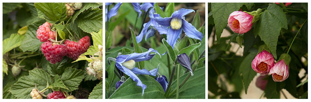 Three cropped images of plants: BrazelBerries Raspberry Shortcake, Bushy Blue Bell Clematis and Pink Flowering Maple.