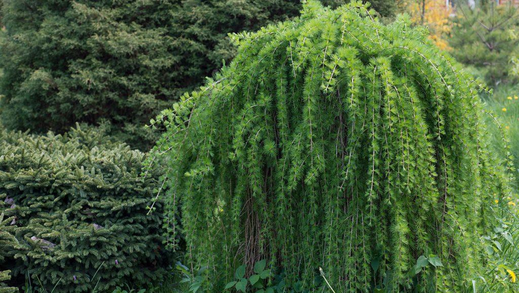 Weeping European Larch small tree.