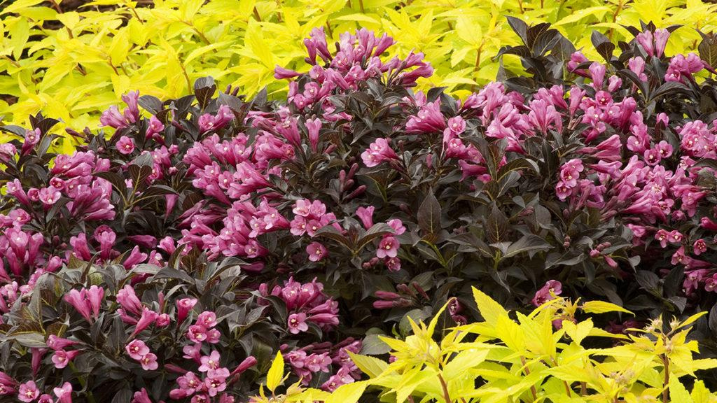 Dark Horse Weigela flowers in between a yellow leaf plant.