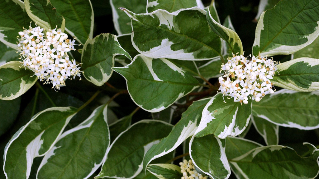 Close-up of Variegated Red Twig Dogwood.