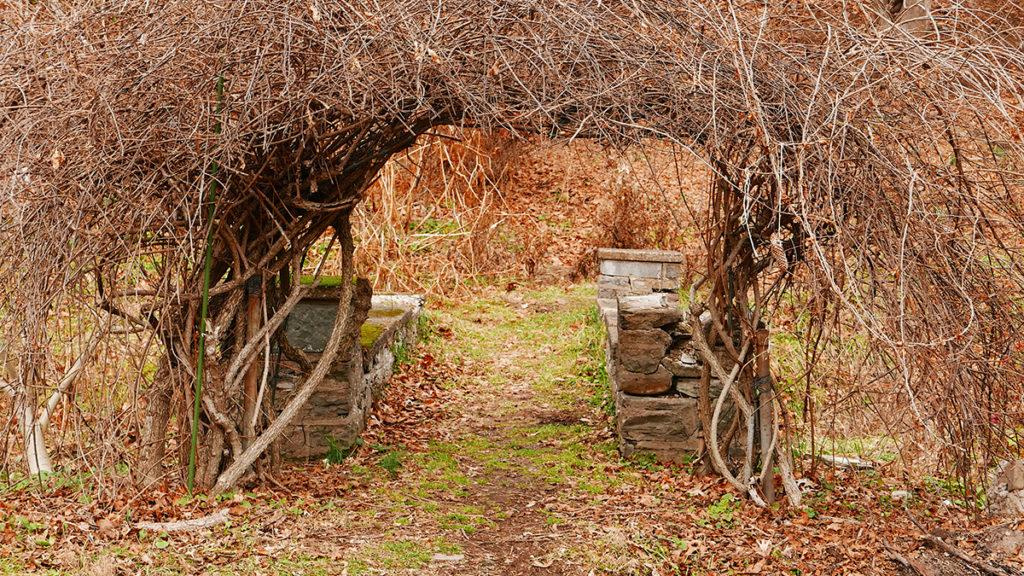 A backyard garden during wintertime with a curved brown vine archway, fallen leaves, and no plants in bloom.