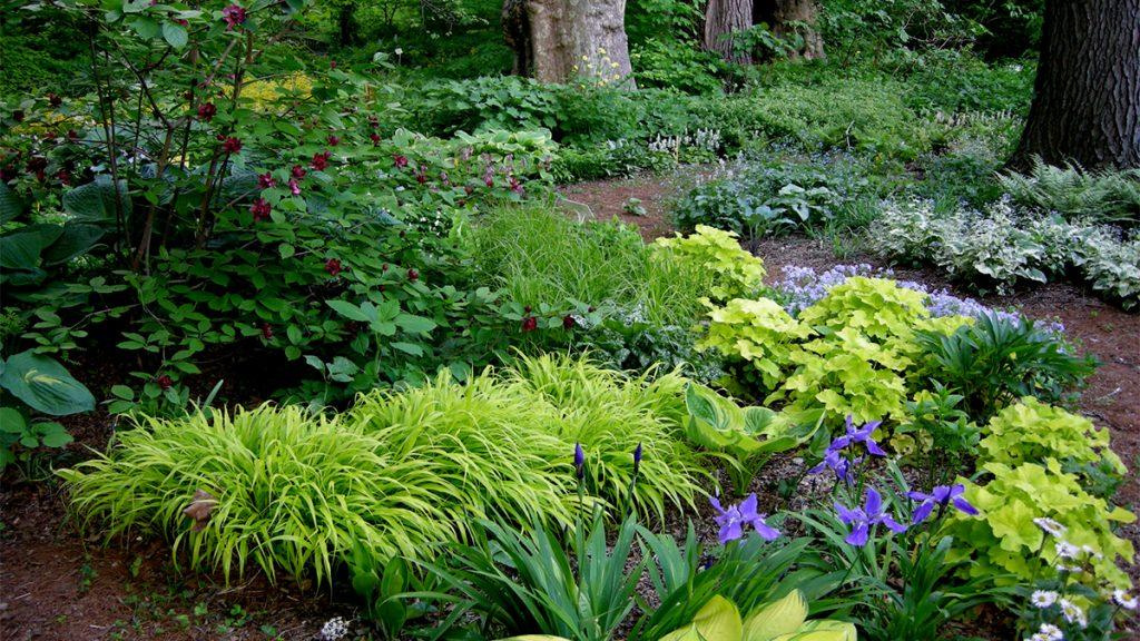 Variety of green plants and purple flowers under a shady tree.