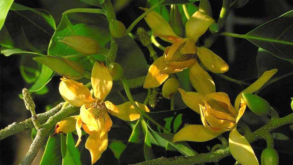 Close-up of the Fragrant Himalayan Champaca plant.