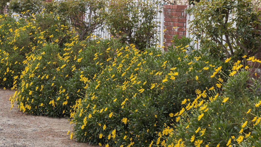 5 Great Early Blooming Shrubs (Southwest)