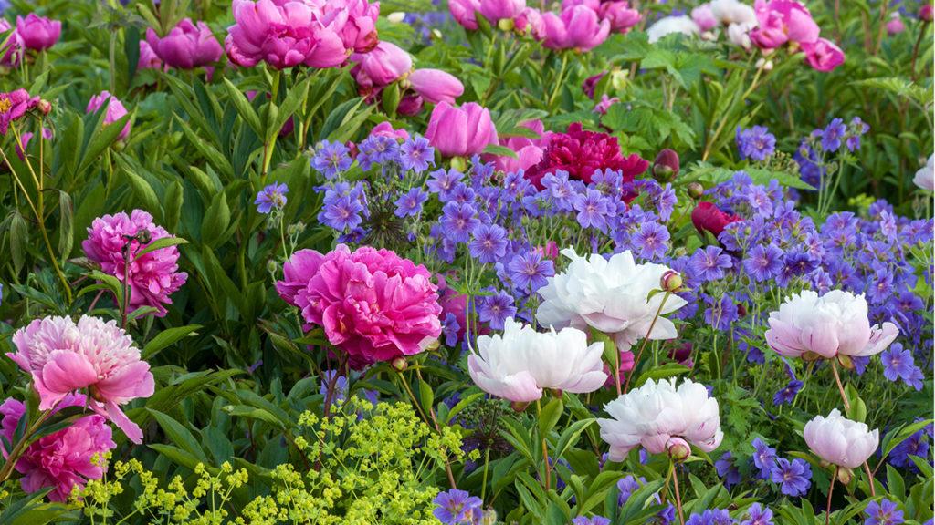 Let's Spring into Color with these Perennials