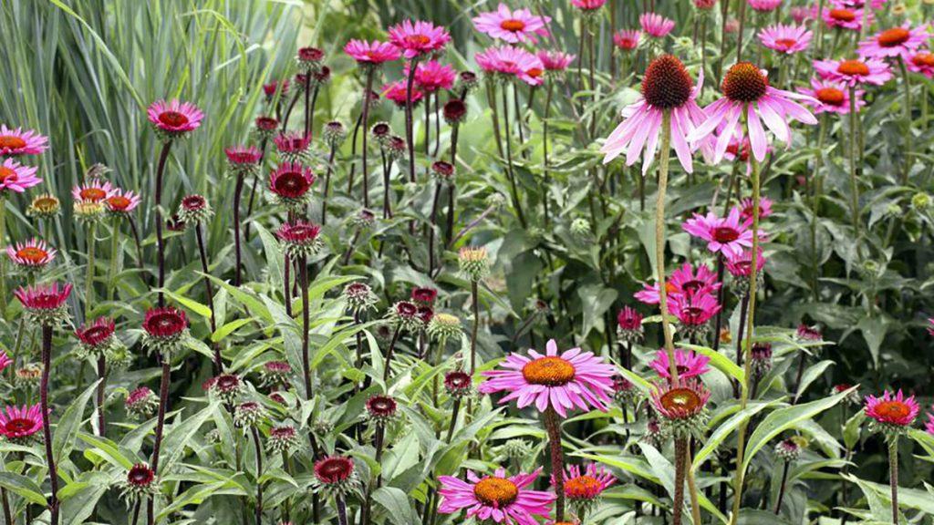 13 Essential Cottage Garden Plants (Z: 3 - 7)